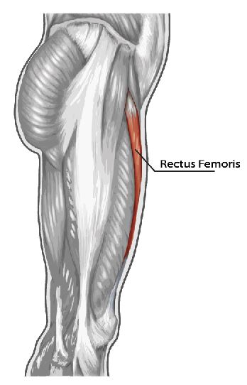 שריר הירך הקידמי רקטוס פמואריס - rectus femoris