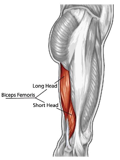 שריר הירך דו-ראשי הארוך - Biceps Femoris - Long Head