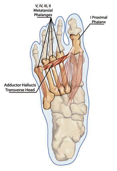 שריר האדקטור הליסיוס - adductor hallucis muscle
