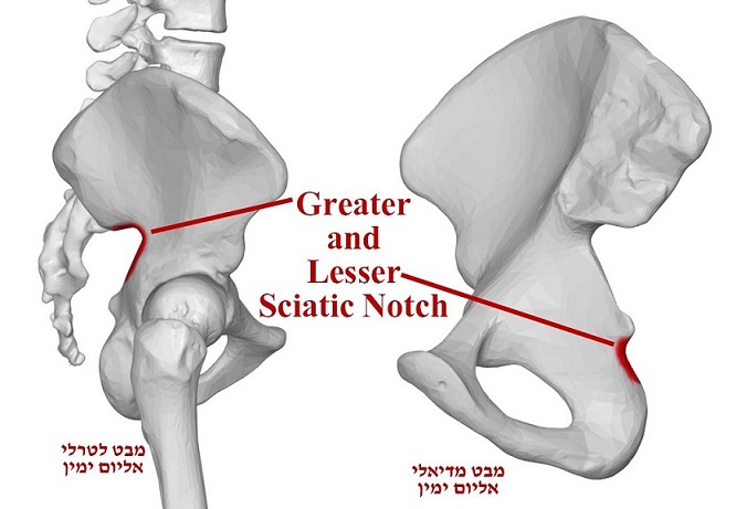 מילון מונחים בסיסיים באנטומיה - basic anatomical terminology | עקב אכילס