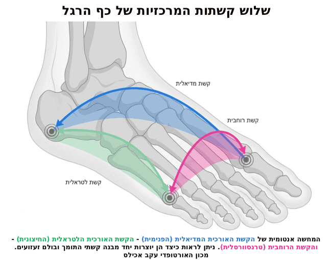תרשים המציג את שלוש הקשתות של כף הרגל: הקשת האורכית המדיאלית, הקשת האורכית הלטראלית והקשת הרוחבית