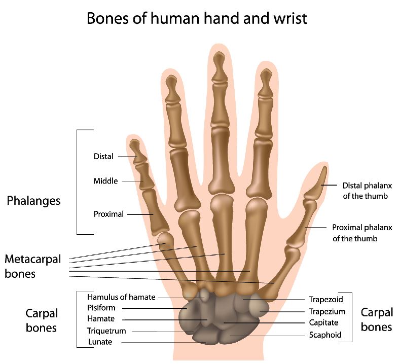 אנטומיה של עצמות שורש כף היד