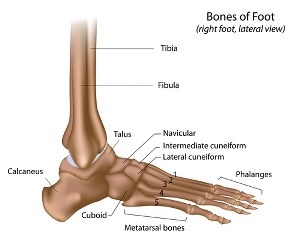 מבנה העצמות בכף הרגל והקרסול