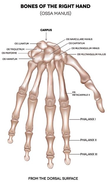 מבנה האנטומי של היד